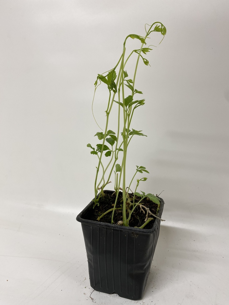 Onsterfelijkheidskruid GYNOSTEMMA PENTAPHYLLUM - 1 st