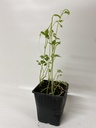 Onsterfelijkheidskruid GYNOSTEMMA PENTAPHYLLUM - 1 st