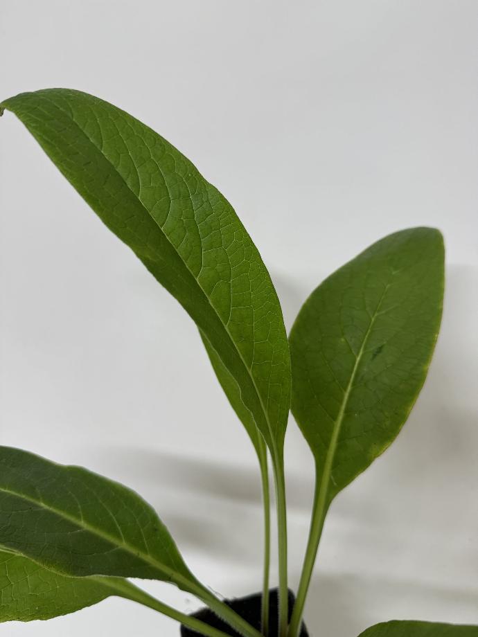 Smeerwortel - SYMPHYTUM OFFICIALIS - 1st