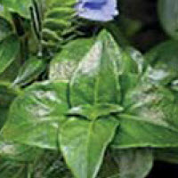 Feuille de champignon RUNGIA CLOSSII - 1 pc