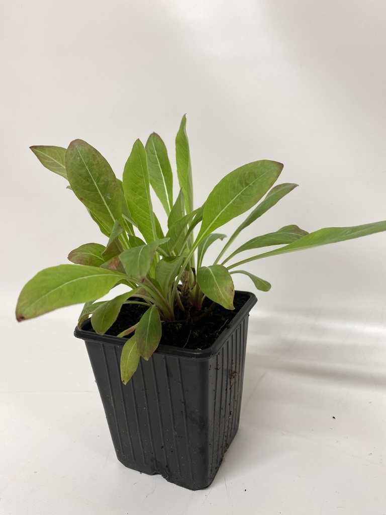 Teunisbloem OENOTHERA - 1st