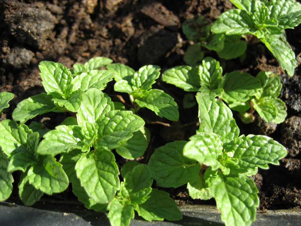 Chocolademunt MENTHA PIPERITA CITRATA X CHOCOLATE - 1 st