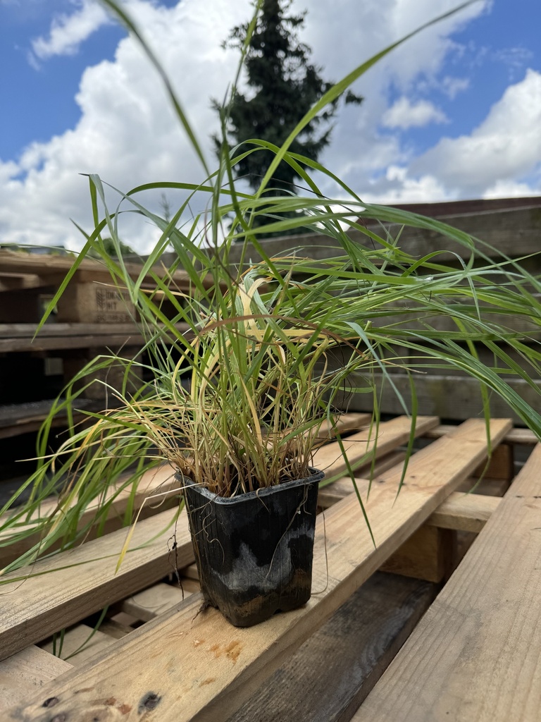 Sweetgrass vanillegras