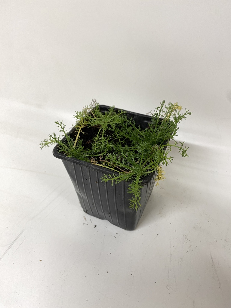 Loopkamille Chamaemelum nobile TRENEAGUE