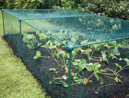 Fruit- of groentekooi L 300 cm - B 100 cm - H 125 cm