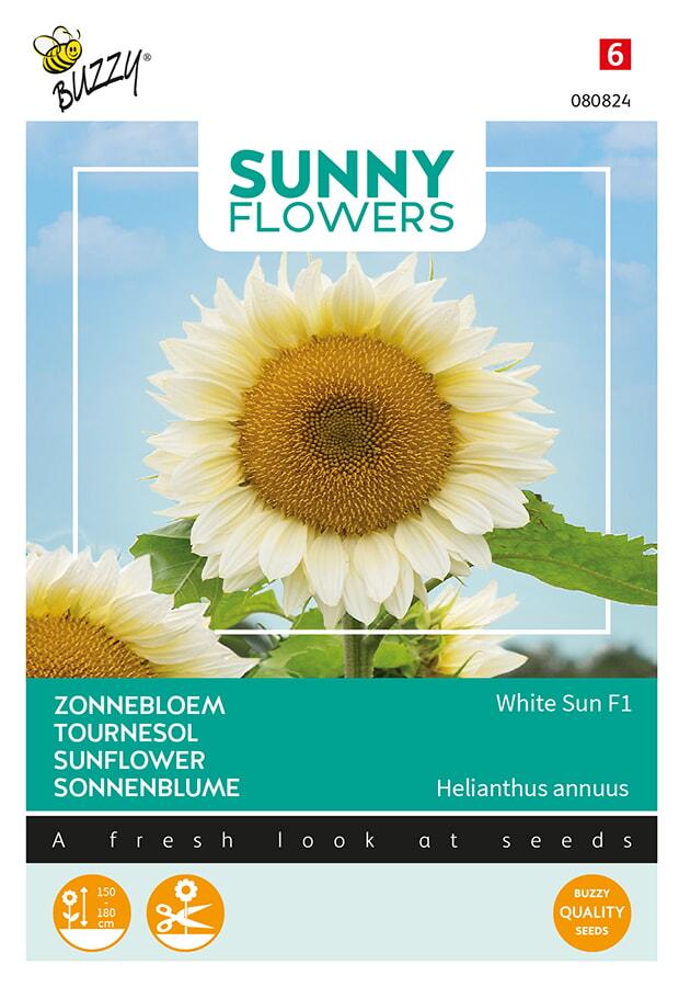 Helianthus WHITE SUN F1 - ca 6 s