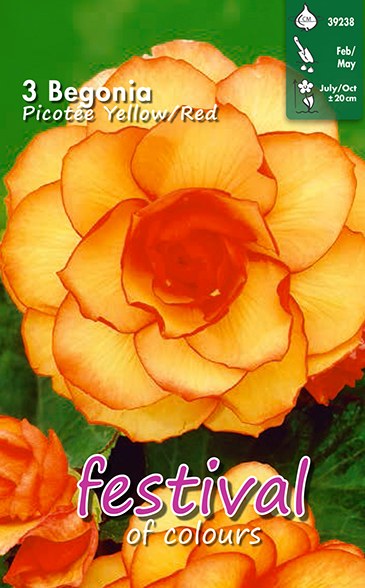 Begonia picotee JAUNE ROUGE - 3 pc