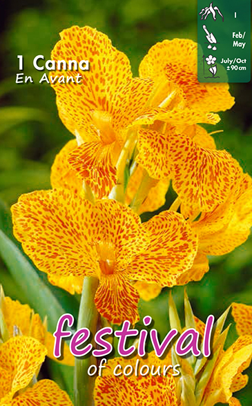 Canna En Avant - 1 st