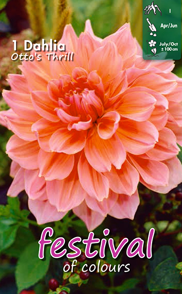 Dahlia décoratifs OTTO'S THRILL - 1 pc