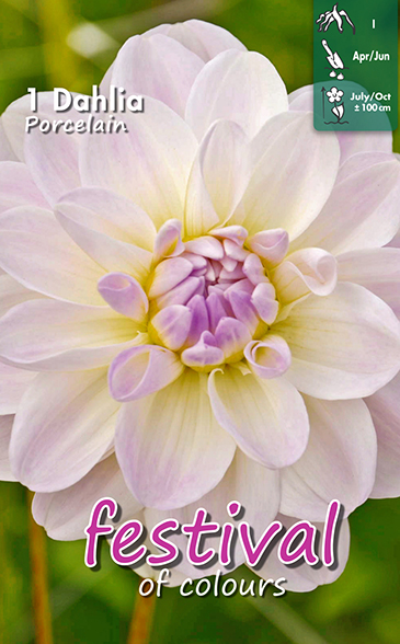 Dahlia décoratifs PORCELAIN - 1 pc