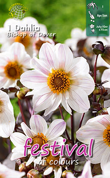 Dahlia Bishop Of Dover - 1 st