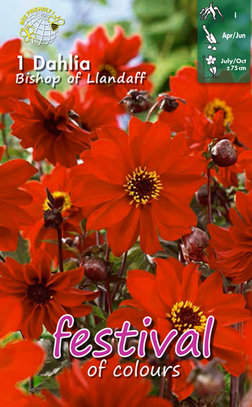 Dahlia paeonia BISHOP OF LLANDAFF - 1 pc