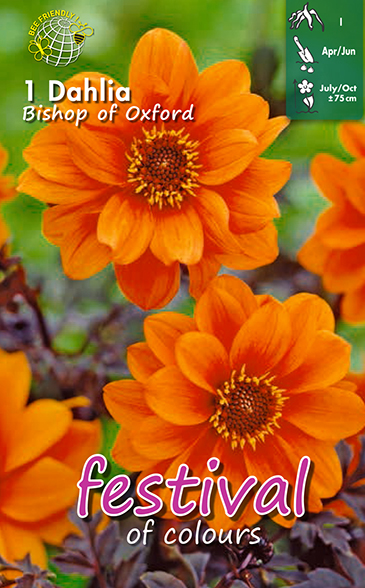 Dahlia paeonia BISHOP OF OXFORD - 1 pc