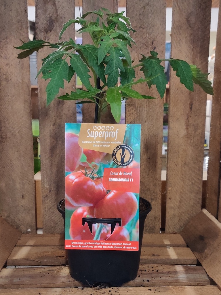 Coeur de Boeuf tomaat geënt GOURMANDIA F1 - 1 plantje
