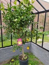Arbe CITRON - 1 pc