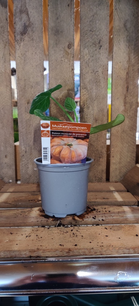 Muskaatpompoen Ventoux F1 - 1 plantje