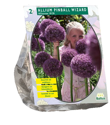 Allium PINBALL WIZARD - 2 pc