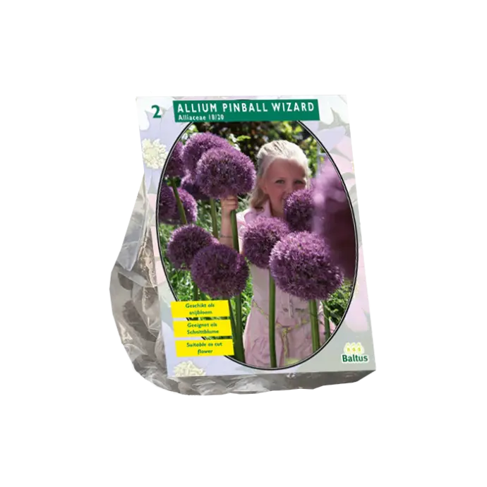 Allium PINBALL WIZARD - 2 pc