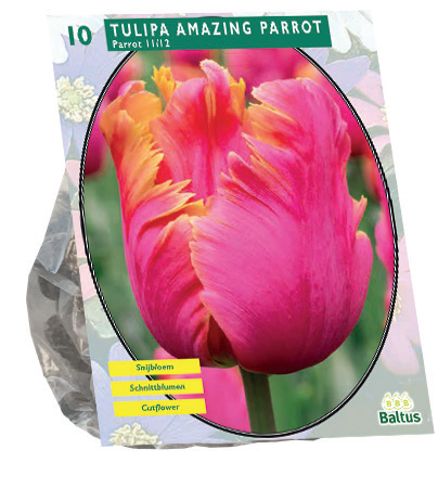 Tulipa AMAZING PARROT - 10 st