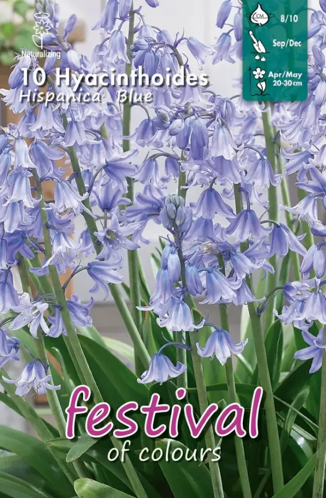 Hyacinthoides HISPANICA BLUE - 10 st