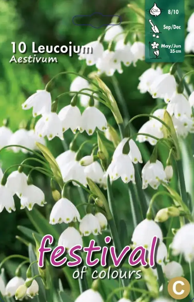 Leucojum Aestivum (8/10) - 10 st