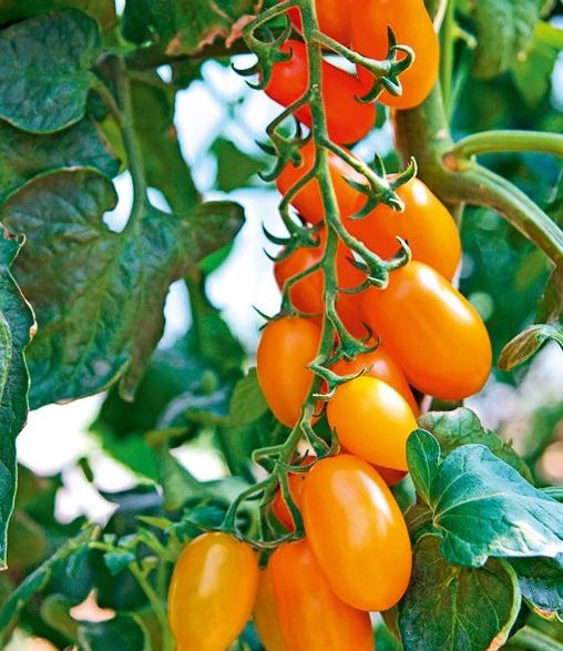 Tomaten NUGGET F1 - ca 15 z
