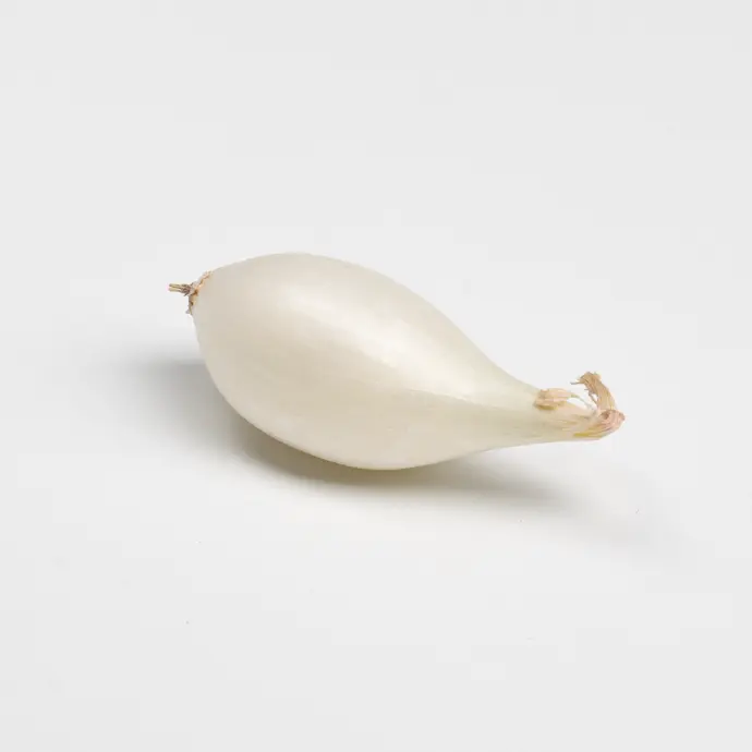 Plantajuin SNOWBALL - ca 250 g