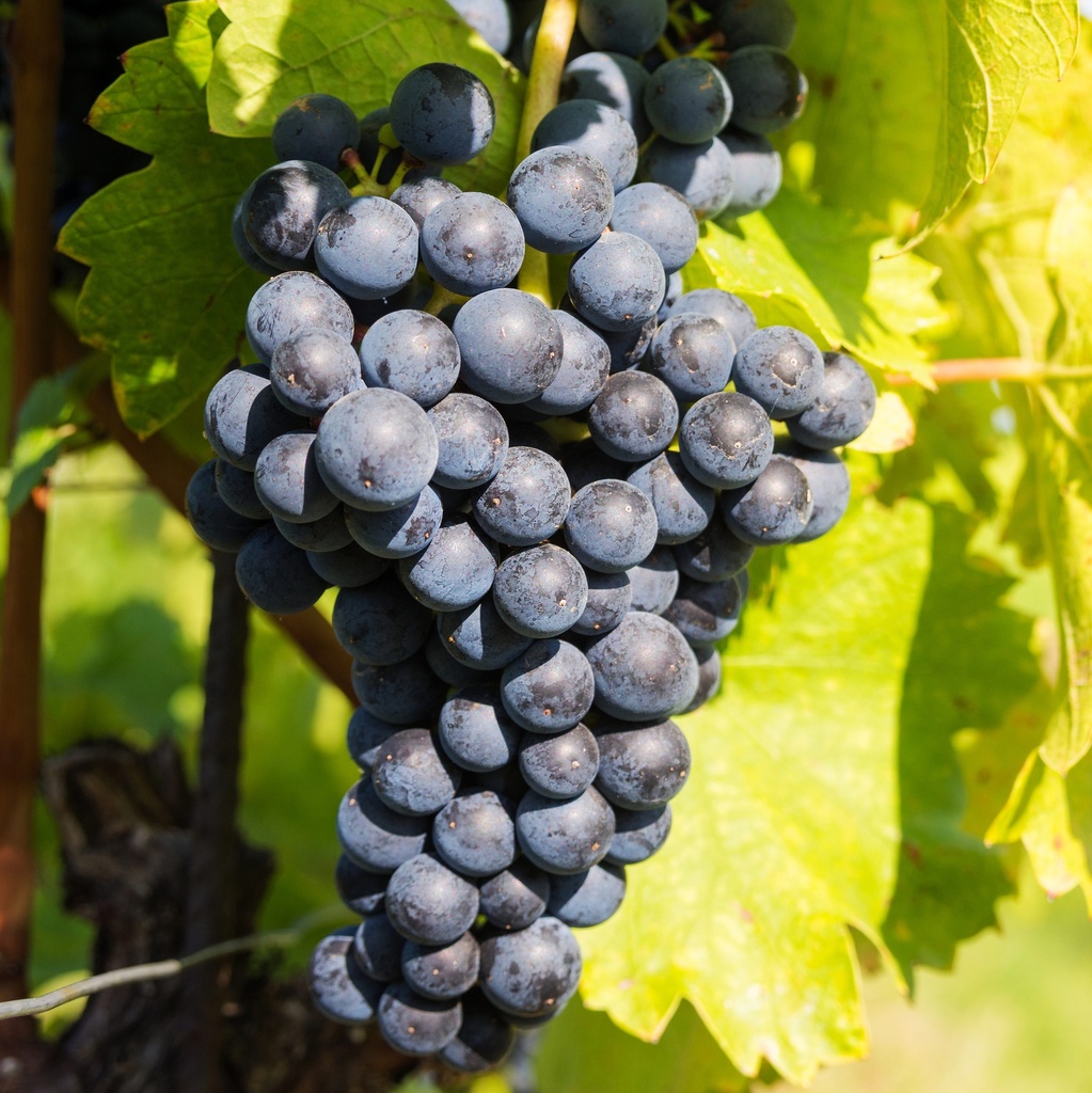 Druiven (pitloos) vitis VENUS - 1 st