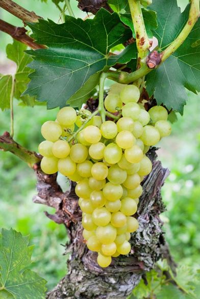 Druiven (pitloos) vitis ARKADIA - 1 st
