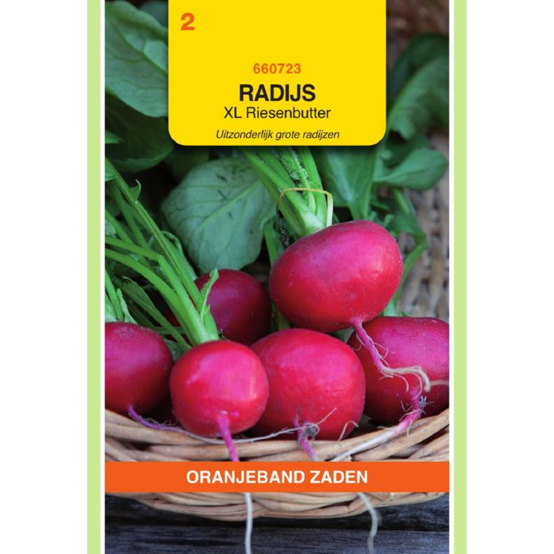 Radijs RIESENBUTTER XL - ca 2,5 g