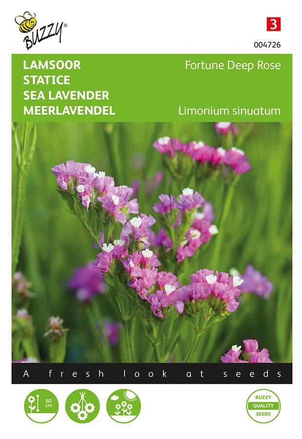 Limonium sinuatum DEEP ROSE - ca 90 s