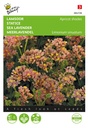 Limonium sinuatum APRICOT SHADES - ca 90 z