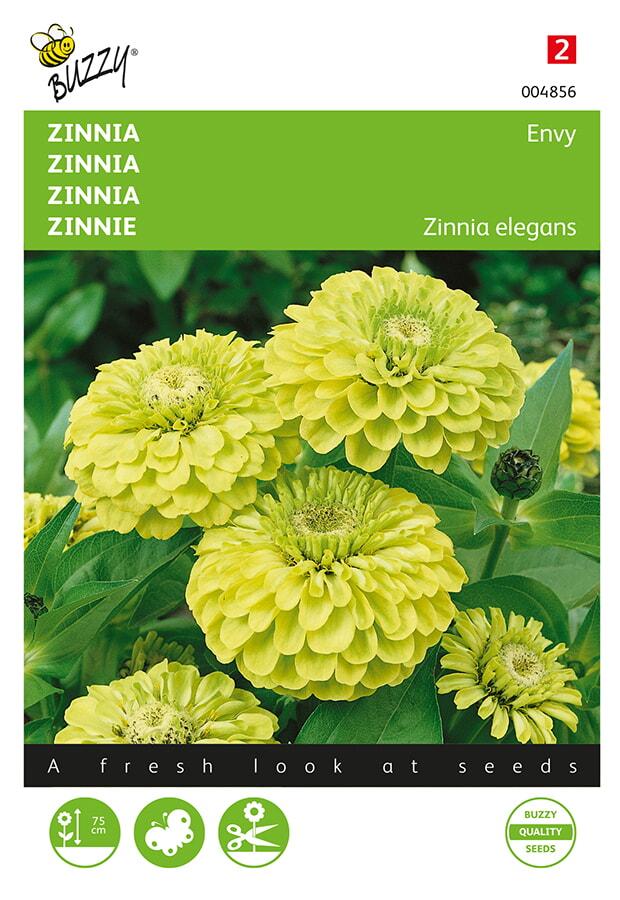 Zinnia elegans ENVY GREEN - ca 100 s