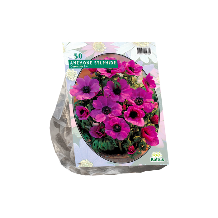 Anemone  Roze SYLPHIDE 7/8 (50st)