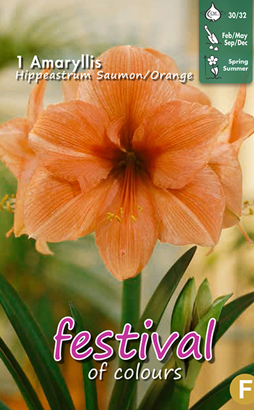 Amaryllis Salmon/Orange - 1 st