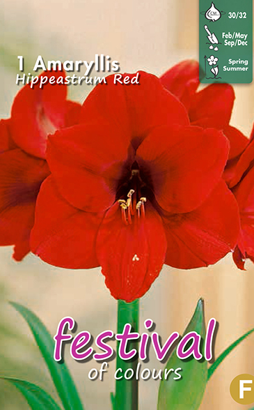 Amaryllis RED - 1 pc