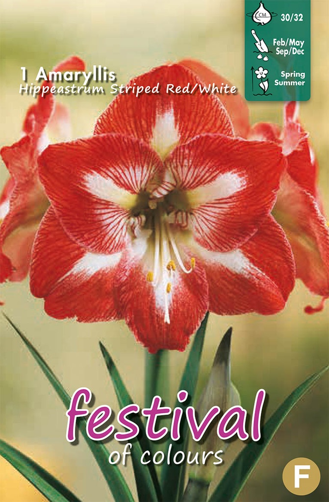 Amaryllis Striped Red/White - 1 st