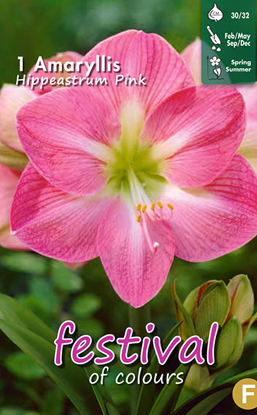 Amaryllis Roze/Pink - 1 st
