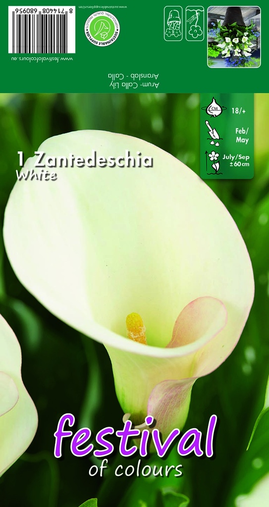 Calla ou zantedeschia BLANC - 1 pc