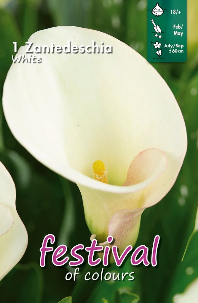 Calla ou zantedeschia BLANC - 1 pc