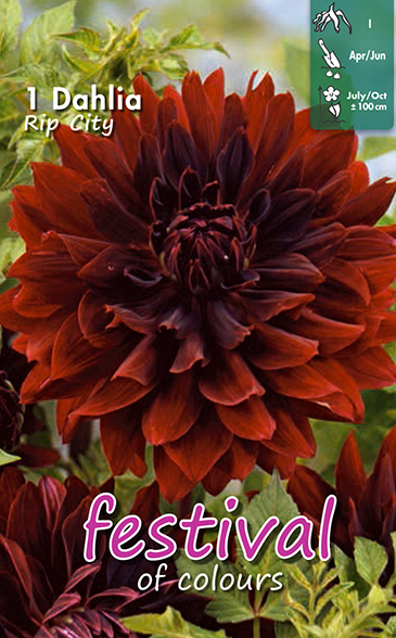 Dahlia Rip City - 1 st