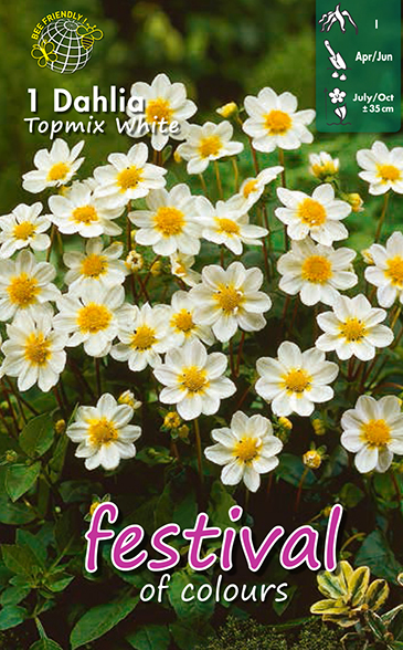 Dahlia nain WHITE TOPMIX - 1 pc