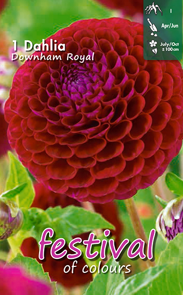 Dahlia pompon DOWNHAM ROYAL - 1 pc