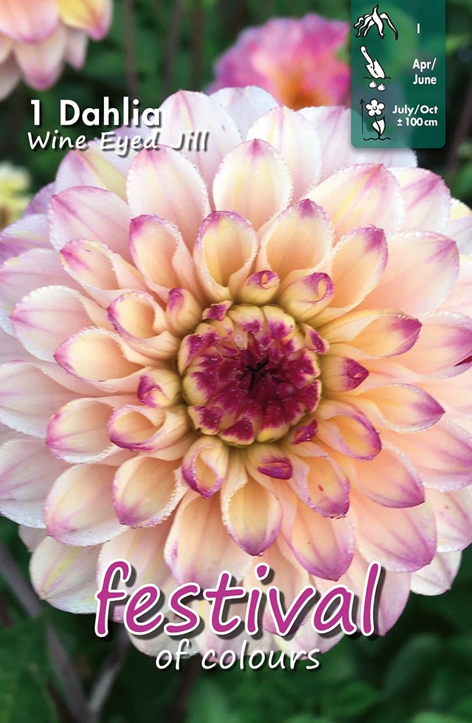Dahlia Wine Eyed Jill - 1st