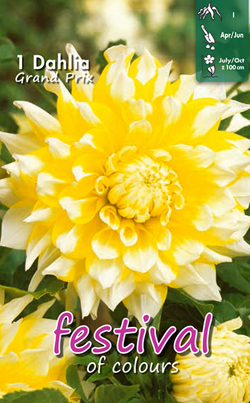 Dahlia décoratifs GRAND PRIX - 1 pc
