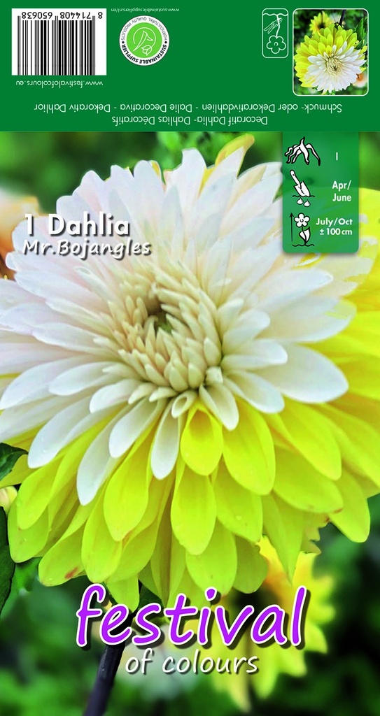 Dahlia décoratifs MR. BOJANGLES - 1 pc