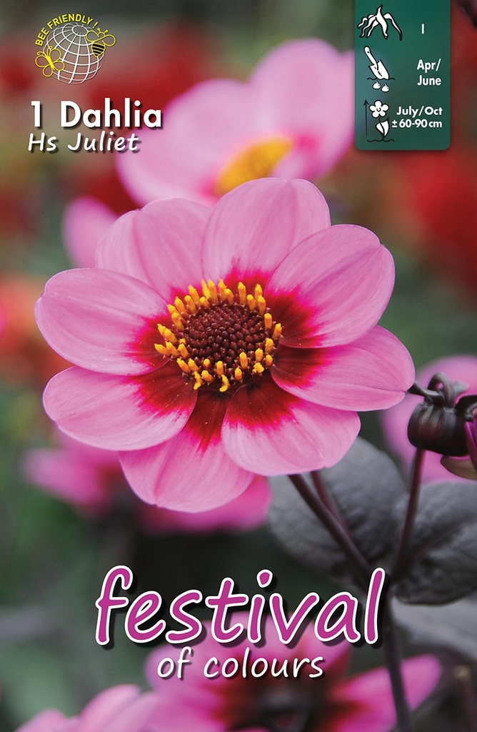 Dahlia Hs Juliet - 1 st