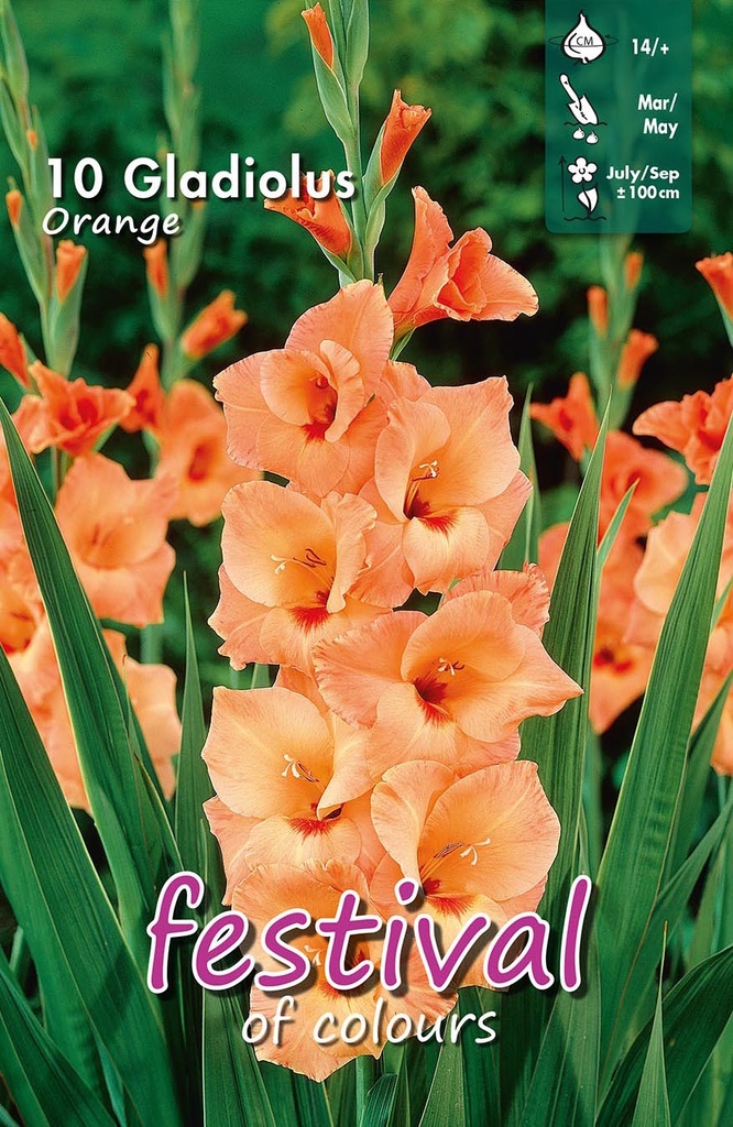 Gladiool Orange - 10st
