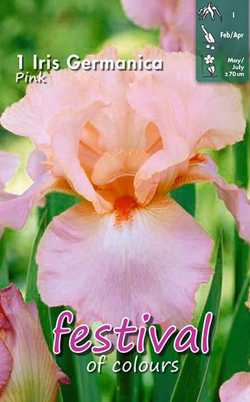 Iris Germanica Roze - 1 st
