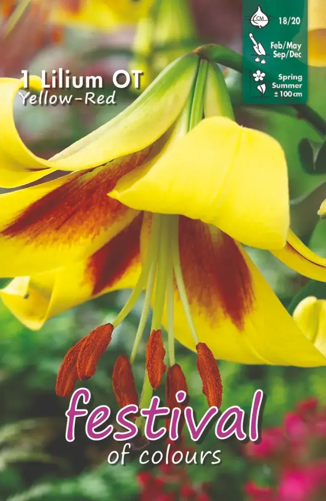 Lelies Yellow-Red Ot - 1 st